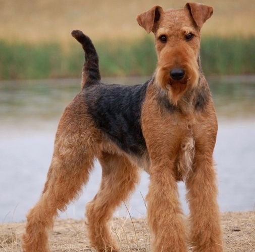 Airedale to Bull Terrier